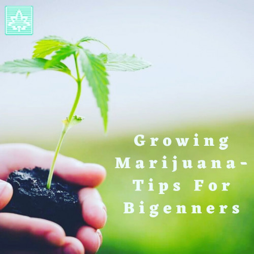 Marijuana products are costly and a recurring cost at it. Growing is easy but harvesting can be tricky! There are many ways to determine the best harvest time.
#harvestcannabis #growyourown #cannabisculture #herbs #harvestbuds #diyweedplant #growmarijuana

More here : http://bit.ly/diygrowweed