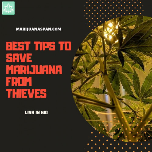 Good greens are pricey, and not every fellow has the patience and willingness to grow of their own. Here are some tips to keep your marijuana safe.
#saveweedplant #protectmarijuanaplant #protectcannabisplant