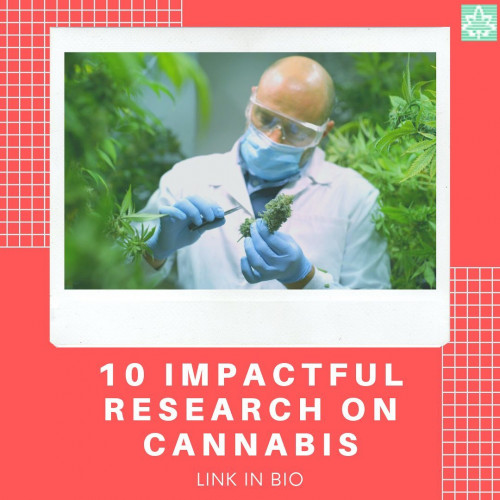 The trade of cannabis research continues to escalate as through 2018. Here are 10 medical research studies from last year that made important strides.
#cannabisresearch
#cannabisresearch2018
#cannabisstudies