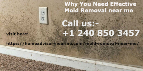 mold-removal-mold-removal-spray-diy-mold-removal-cost-near-me-mold-removal-products-for-carpets.jpg