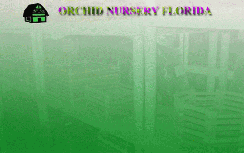Orchid Nursery Florida one of the significant shipper quality orchid plants in USA. We can supply verities of orchid plants. Orchid nursery Florida is the best retail shop indoor and open air arrangement. We Can Supply the Following Verities in Orchids. it is situated in Delray Beach ,USA. To know more subtleties, call at (561) 499-2810 or visit our website:https://www.greenbarnorchid.com/