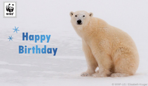 polarbear_birthday_donationecard.jpg