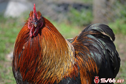 Trong số những giống gà hiện nay trên thế giới, gà Bắc Kinh được liệt kê vào danh sách giống gà quý hiếm nhất. Có rất nhiều những thông tin thú vị về giống gà này mà chắc chắn bạn chưa từng được nghe qua. Trong bài viết sau đây, hãy cùng SV66 tìm hiểu thêm những thông tin nguồn gốc, đặc điểm và nhiều thông tin khác về giống gà Bắc Kinh này nhé!

Nguồn:https://sv66.bet/ga-bac-kinh/