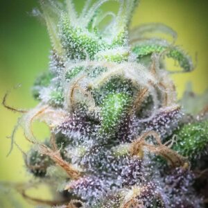 ukmarijuanaclinic-3.jpg